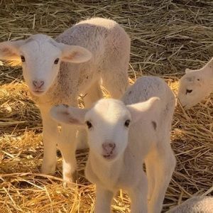 Meet your Posher, Sheepbaa